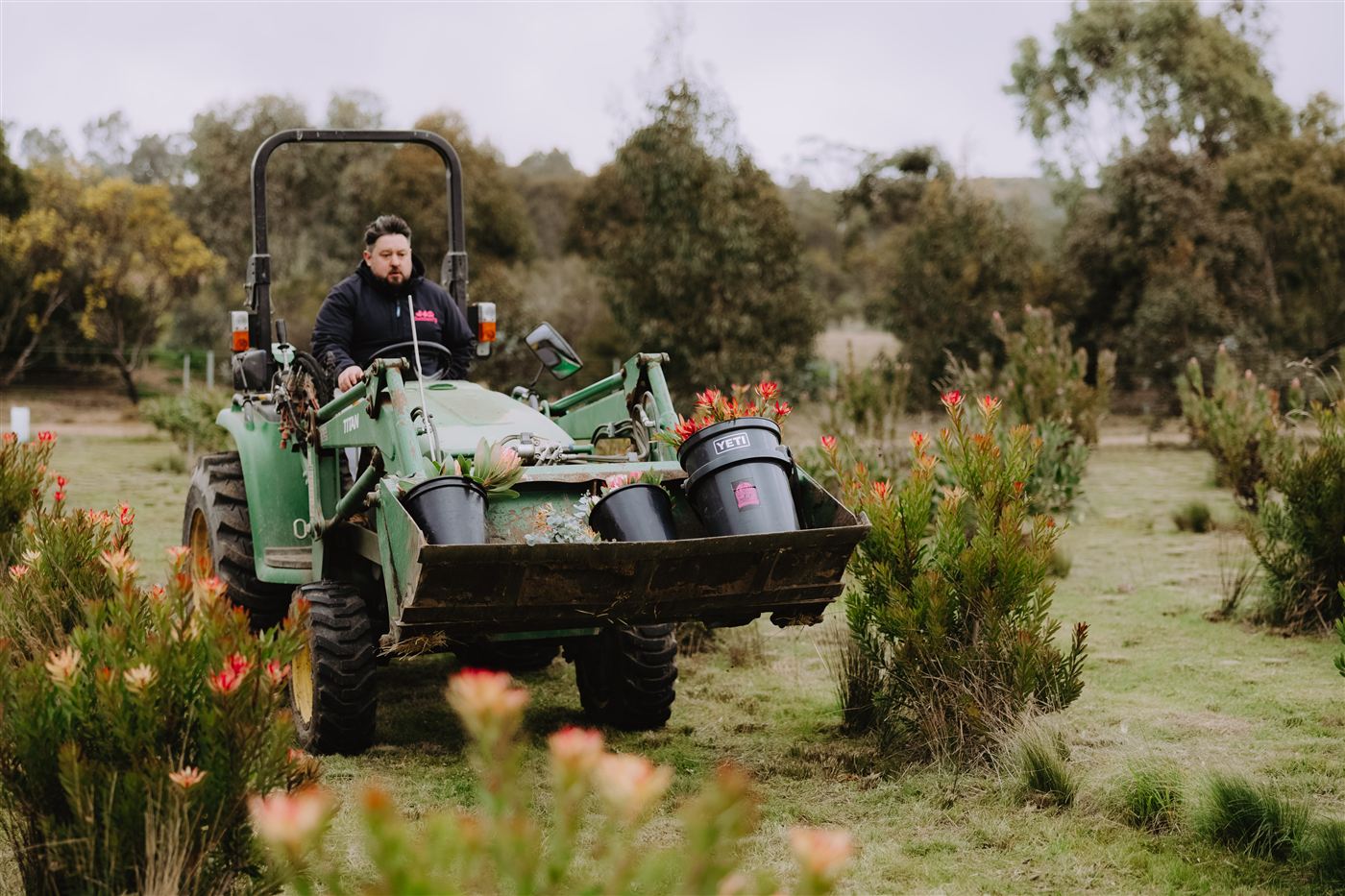 Driving the tractor through the protea paddock with buckets of flowers in the front loader