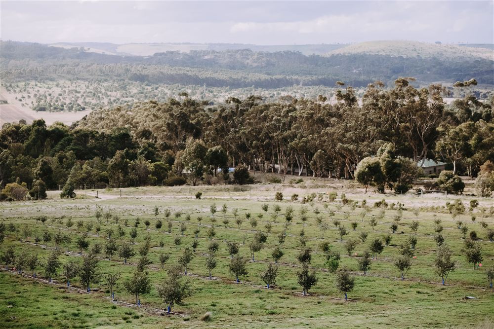 Rows of young oak trees in the truffle orchard, with the valley behind