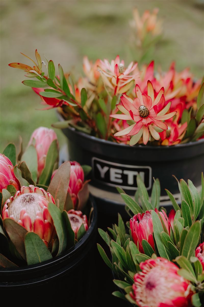 A bucket full of freshly cut proteas