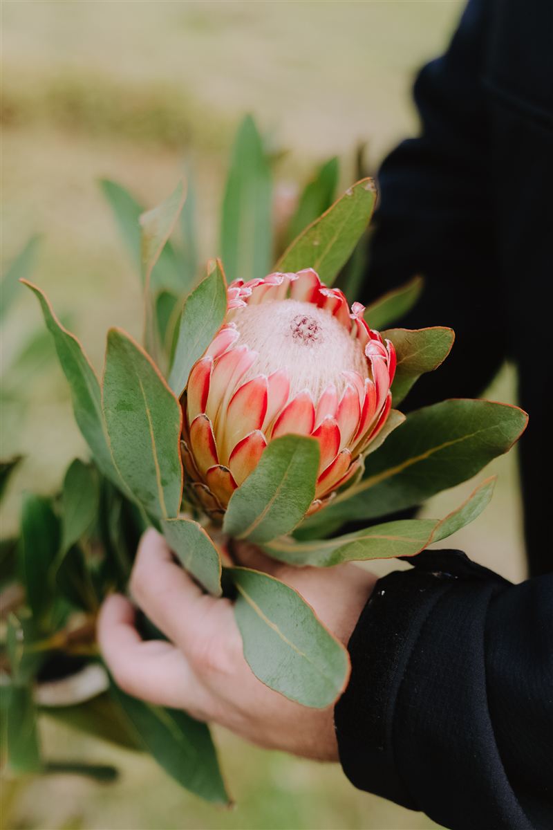 A single pink protea held in the paddock