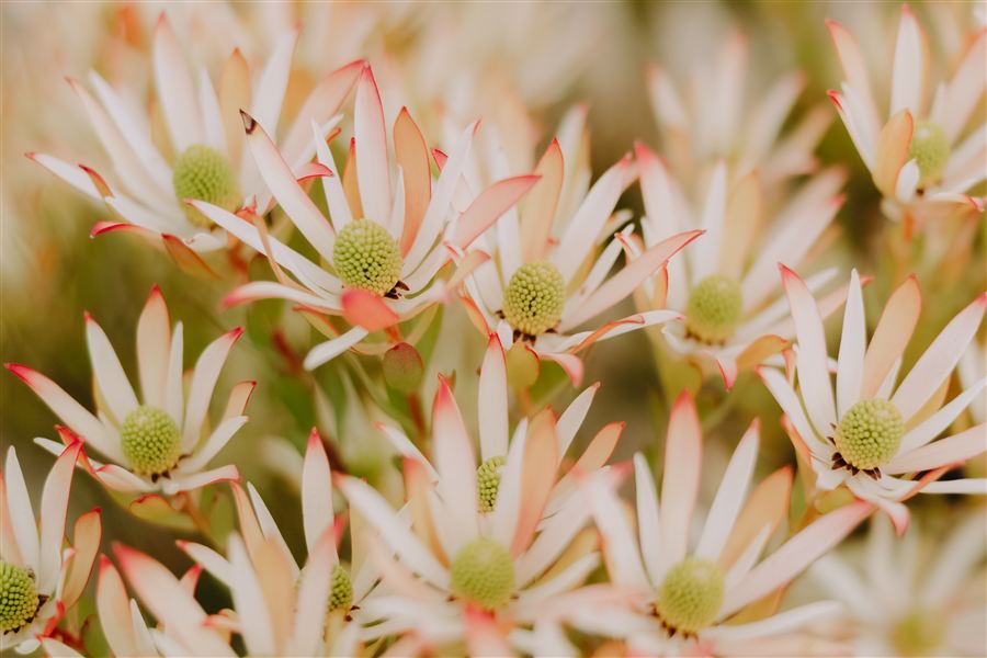 Cream and pink leucadendron flowers up close