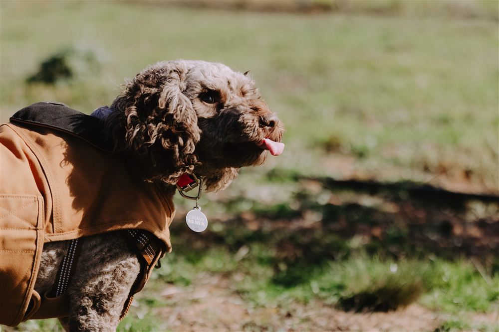 One of the truffle dogs in her work coat, tongue out