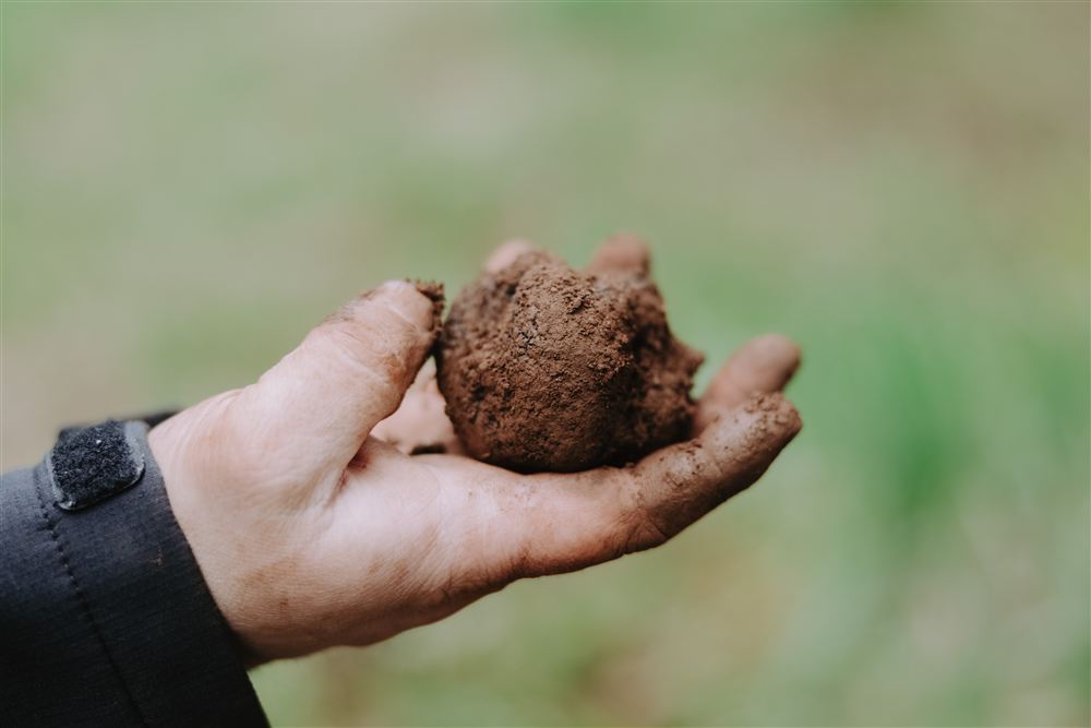 A freshly dug black truffle held in an open hand