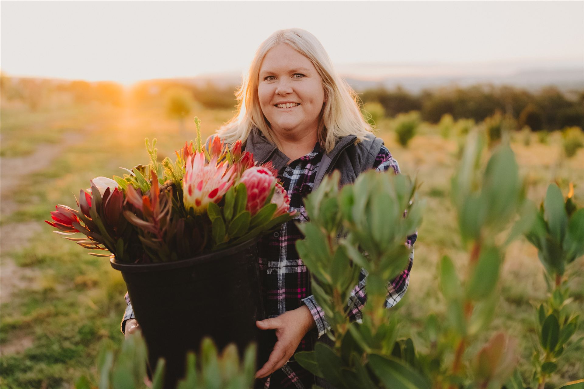 Nikki carrying a bucket of freshly picked proteas at sunset