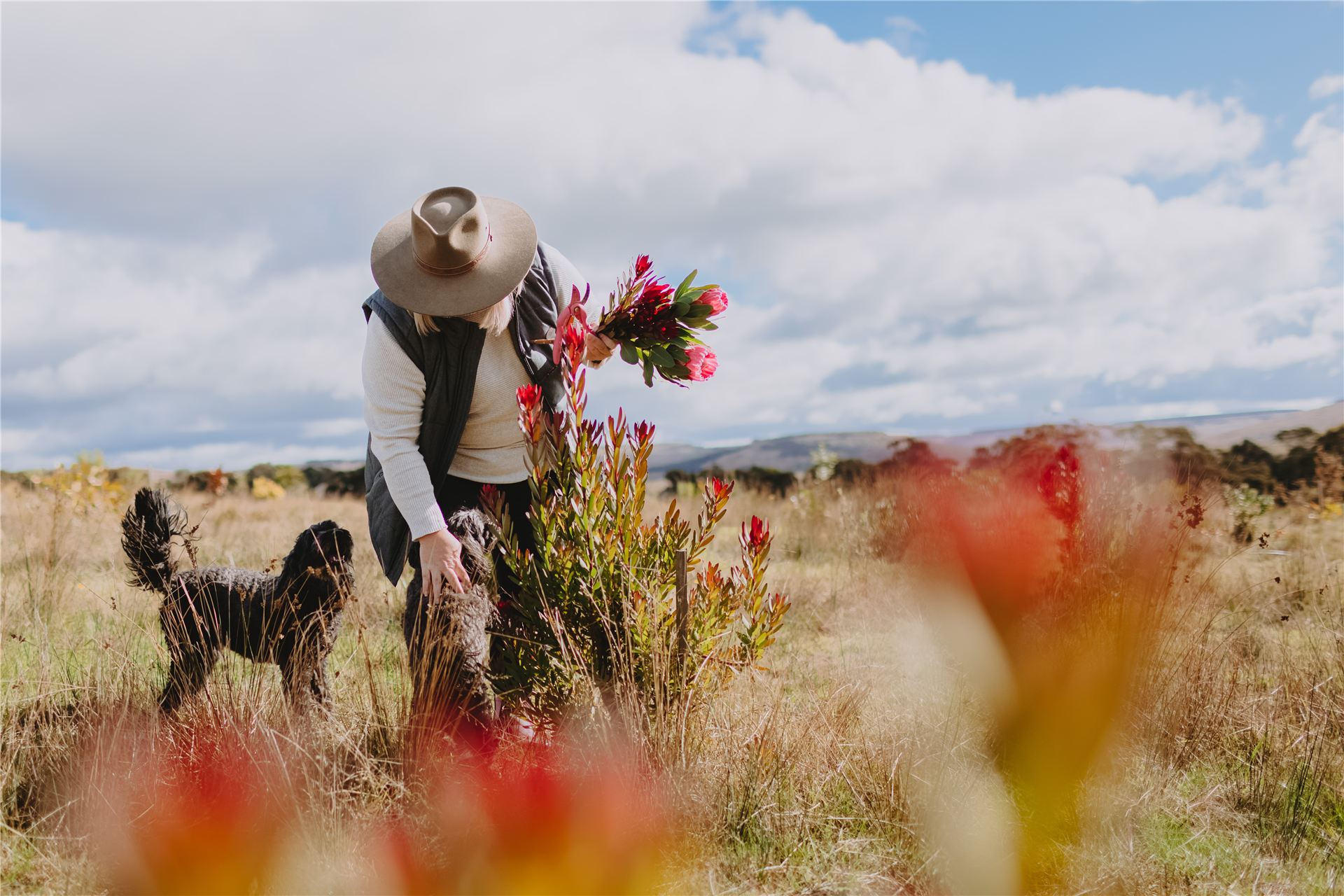 Picking proteas in the paddock with a dog alongside