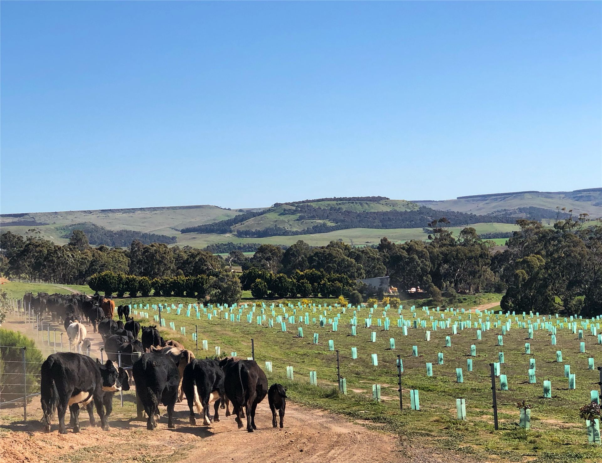 Angus cattle walking past rows of newly planted trees, with the valley behind