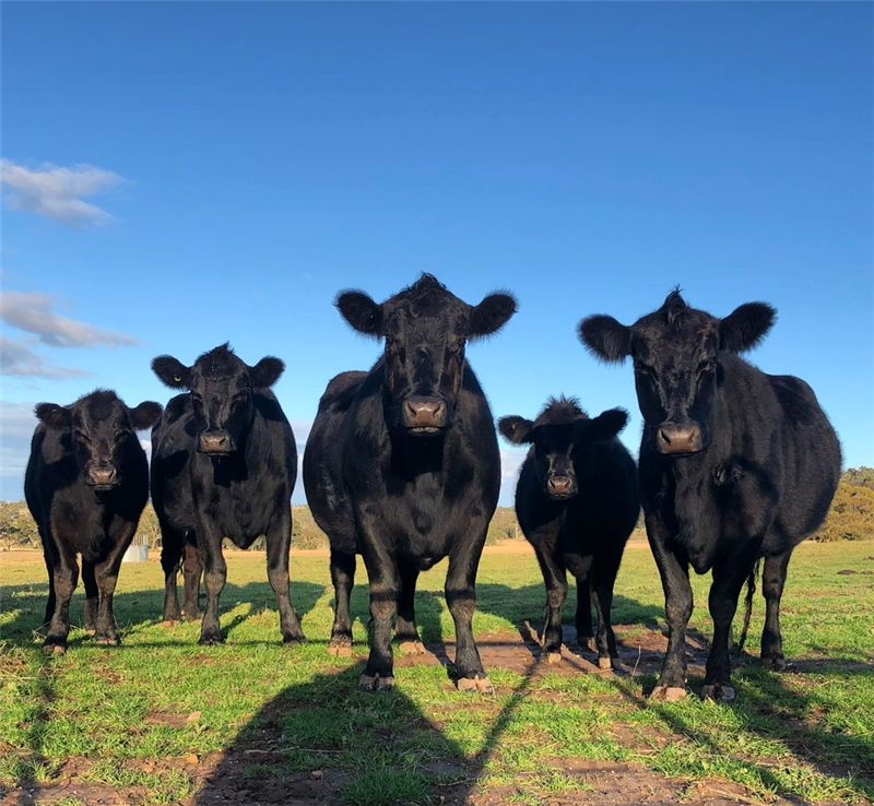 Five black Angus cattle staring down the camera