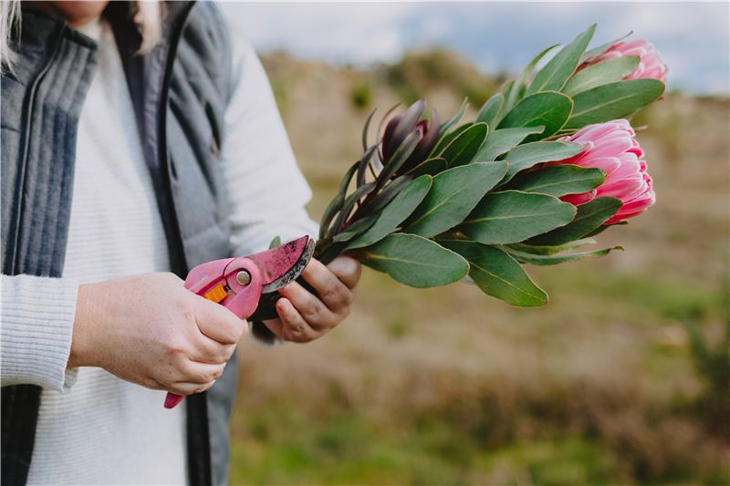 Hands trimming a pink protea stem