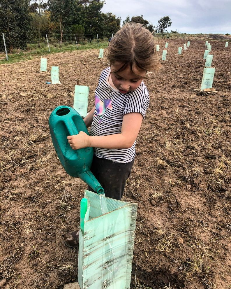 A child watering a newly planted tree