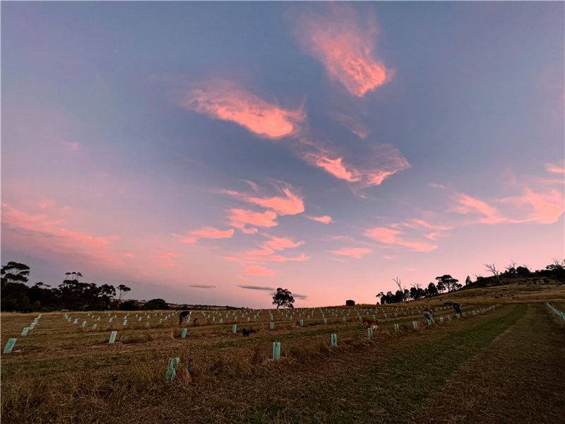 Pink sunset clouds over the paddock