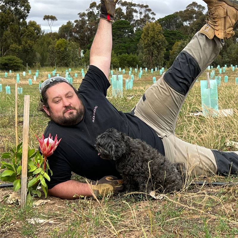 Sam lying in the paddock with one leg in the air, holding a protea, with a dog