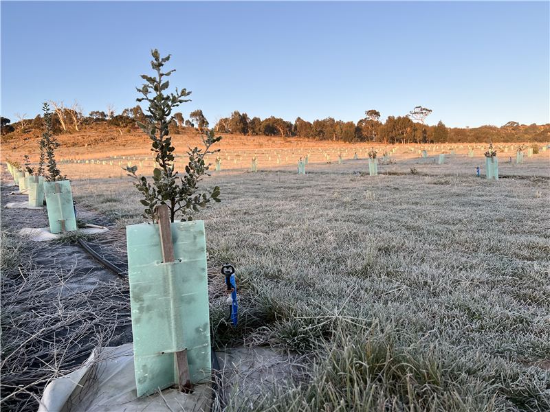 A young tree in its guard on a frosty morning