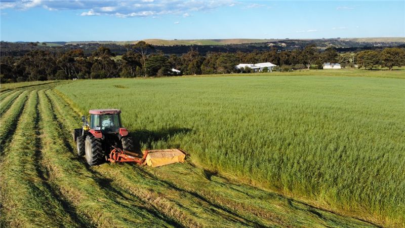 A tractor mowing rows in a green paddock