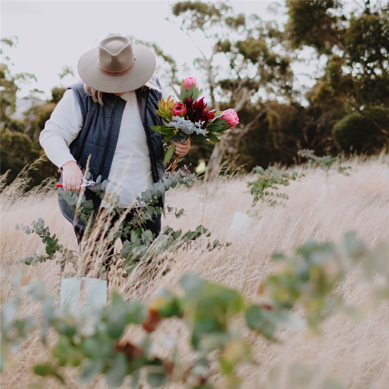 Picking proteas in long grass