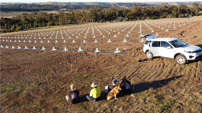 The truffle orchard from above on planting day