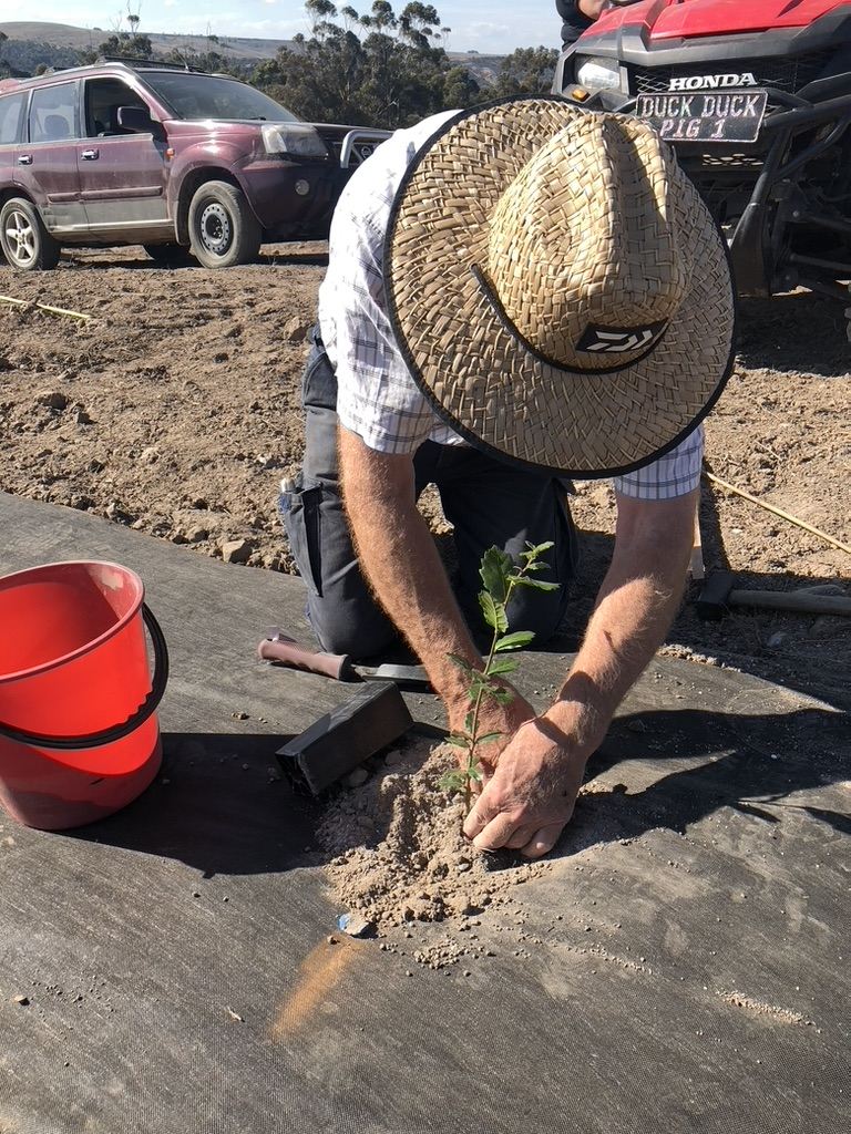 Planting a seedling through weed mat