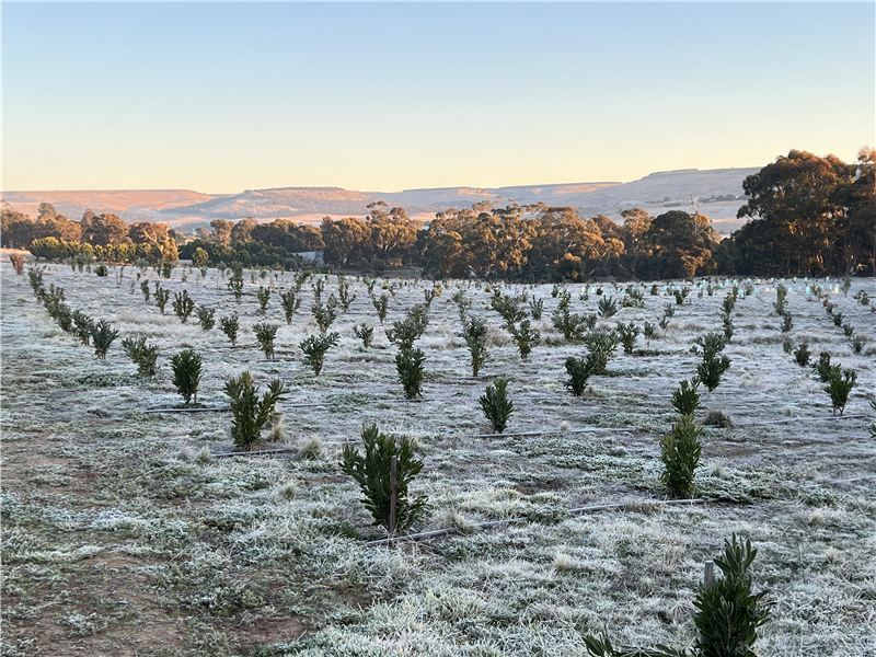 Rows of young protea plants on a frosty morning