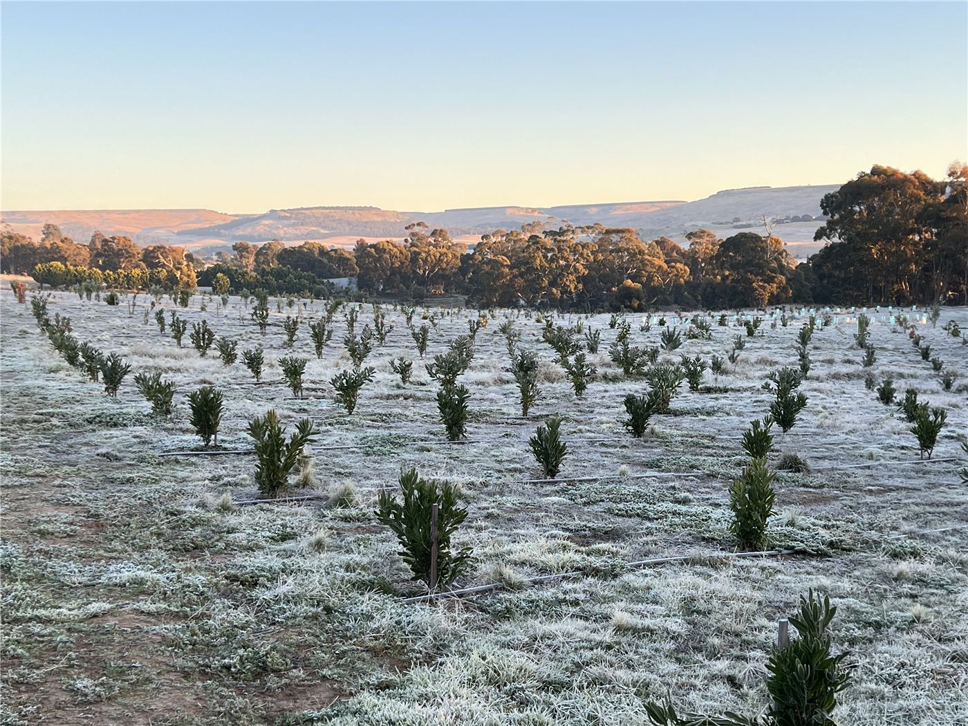 Rows of young protea plants on a frosty morning, with the valley behind