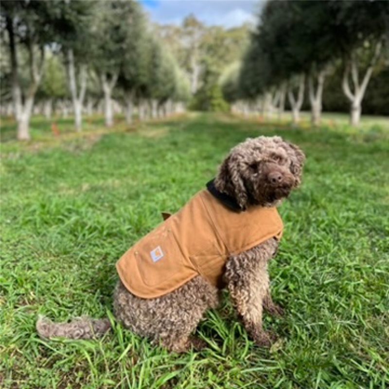Gravy the truffle dog