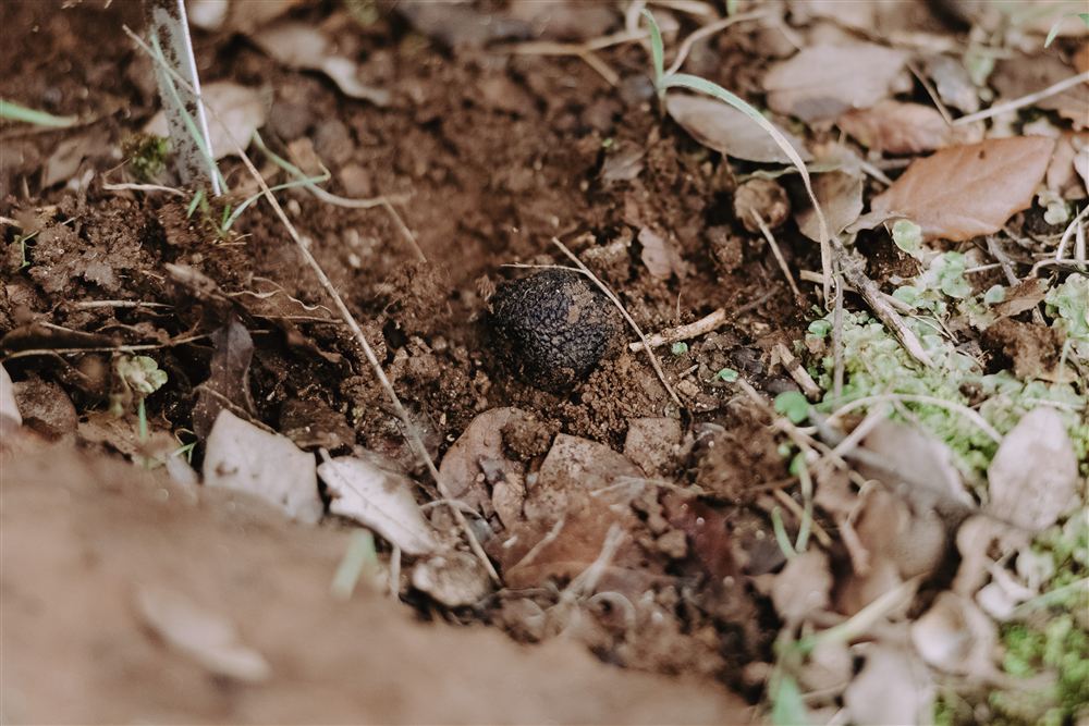 A black truffle sitting in freshly dug soil