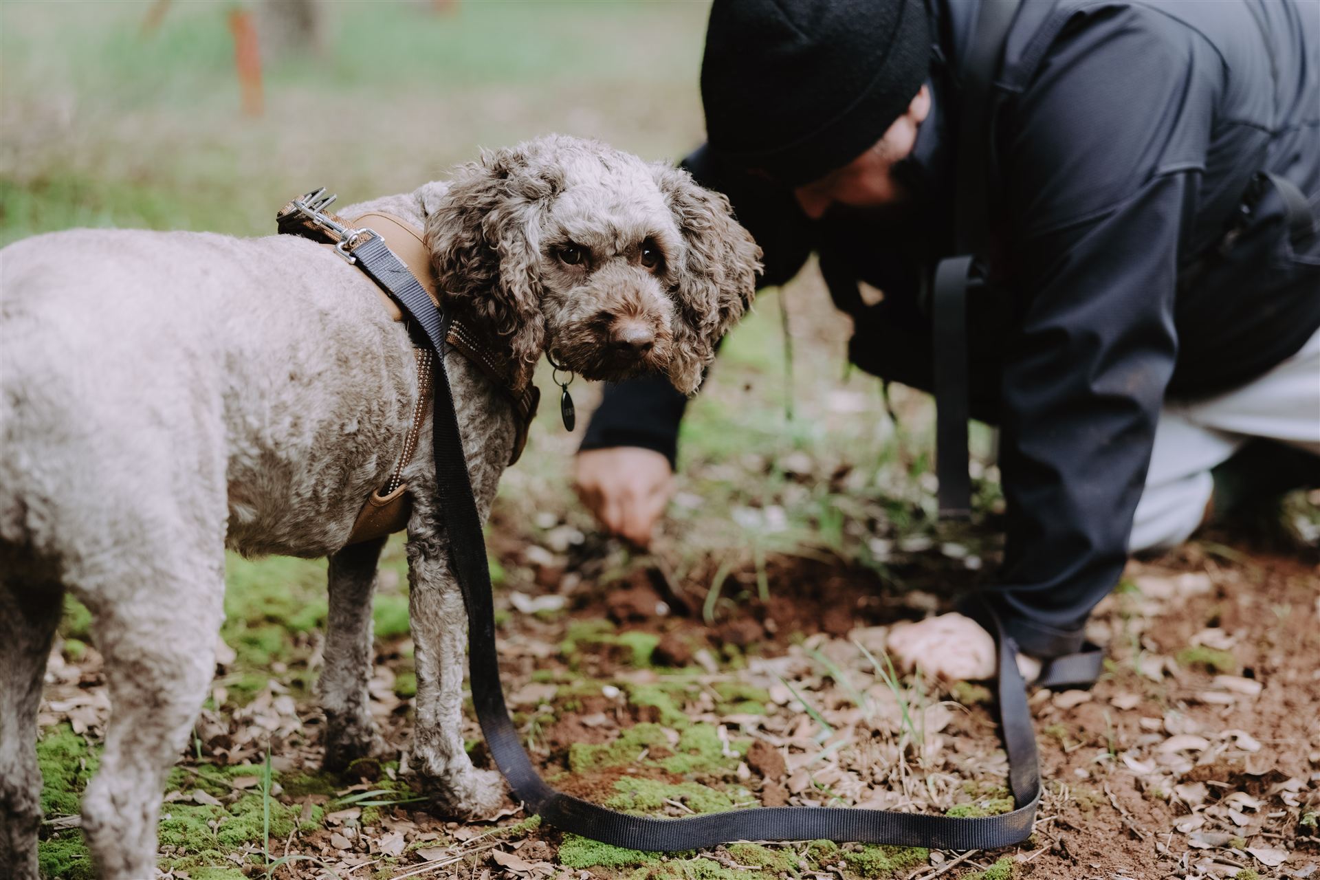 One of the truffle dogs watching closely as a truffle is dug out of the ground