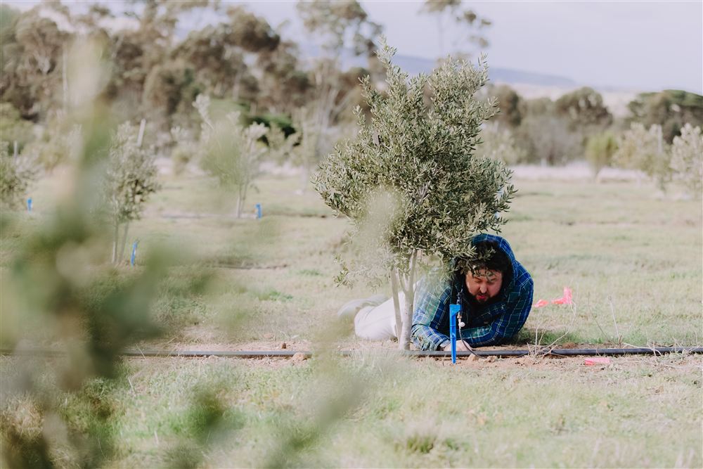 Checking the base of a young oak in the truffle orchard