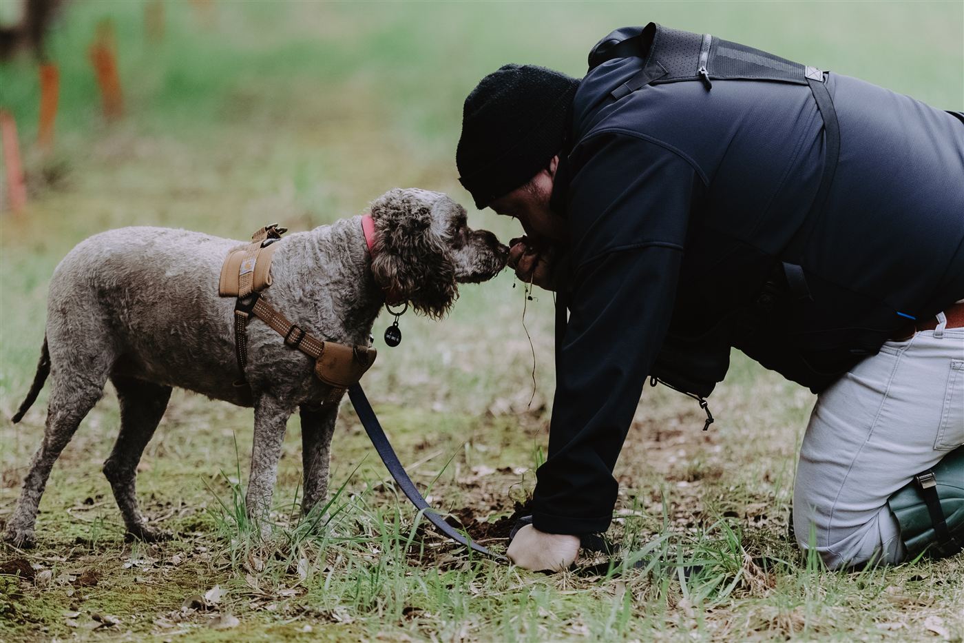 Nose to nose with one of the truffle dogs in the orchard