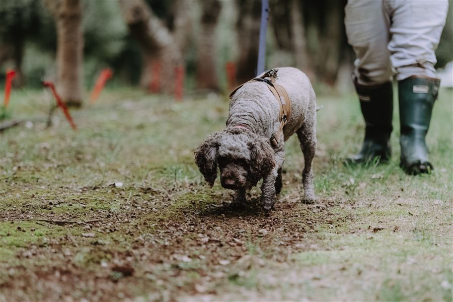 A truffle dog with her nose to the ground, on the scent