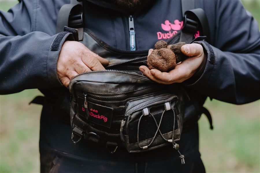 Hands holding a freshly dug truffle